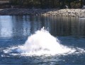 �������� THE TORRENT SELECT SERIES DISPLAY AERATOR ���. 50J1021, 50J1033